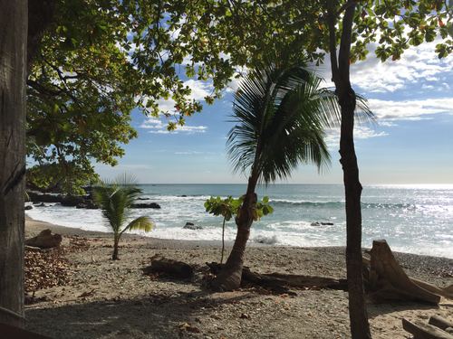 A palm tree on a quiet beach