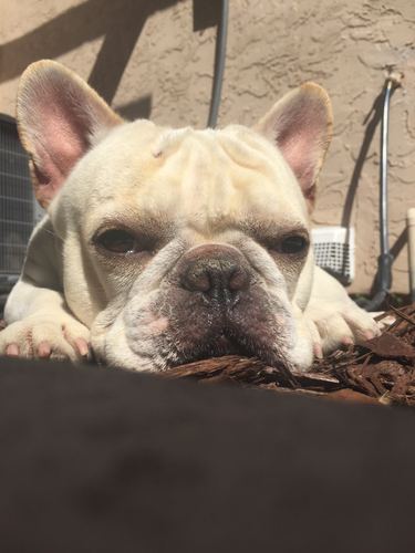 Jax the French Bulldog resting his chin on a ledge