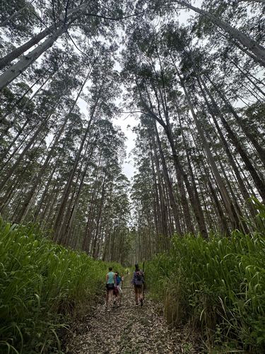 Looking straight up a forest of very tall, thin trees