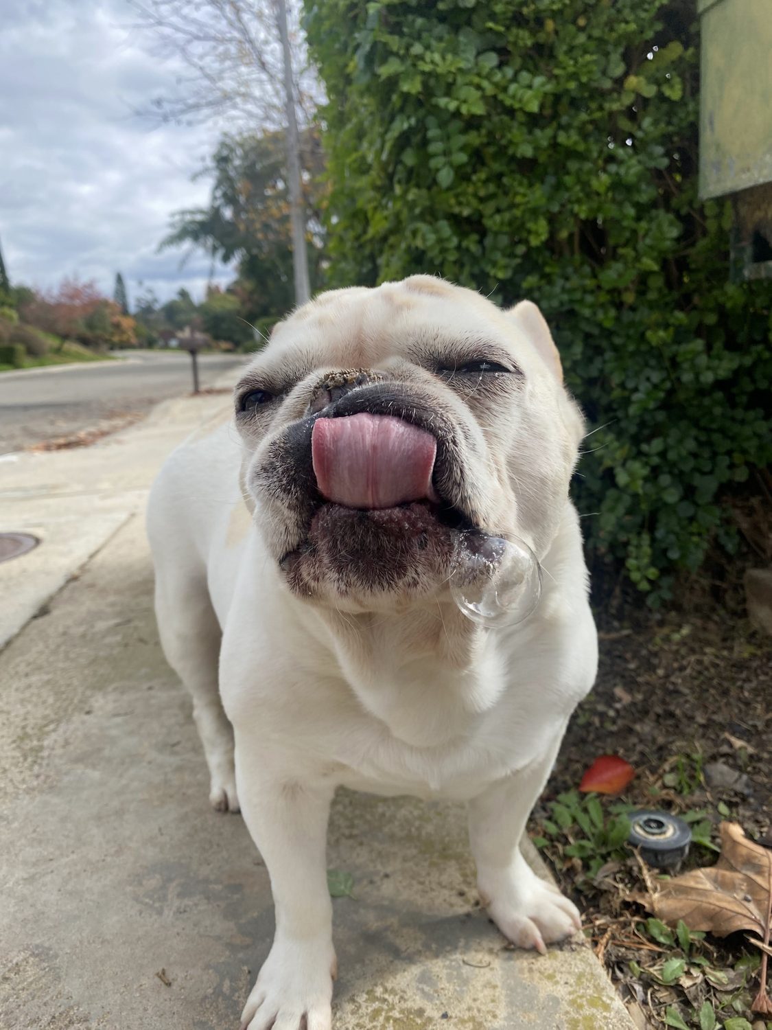 Jax the French Bulldog with his tongue out