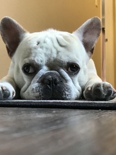 Jax the French Bulldog resting his chin on a table
