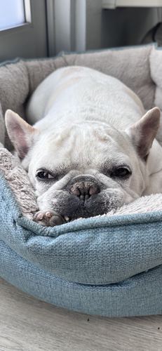 Jax the French Bulldog napping in his bed