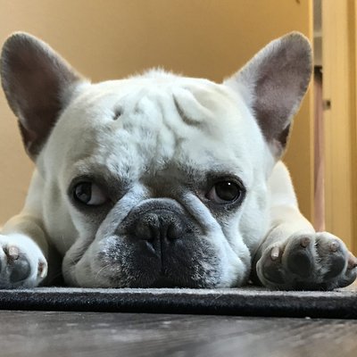 Jax the French Bulldog